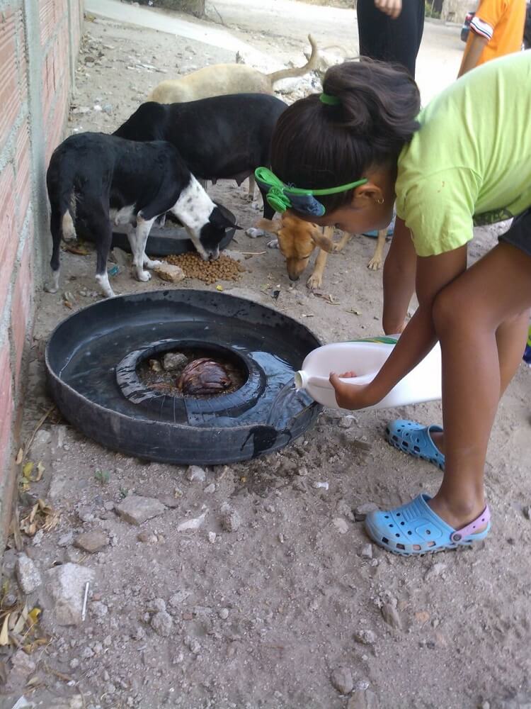 corazón animal – colegio los Manglares